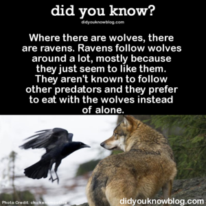 Wolves and Ravens