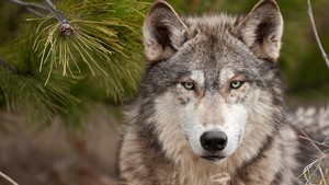  serigala, wolf muzzle predator wool