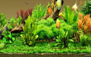  Aquarium Hintergrund
