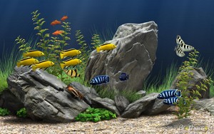  Aquarium fond d’écran