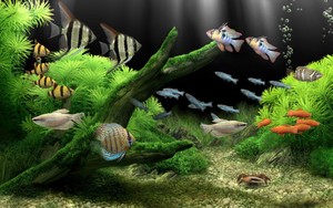  Aquarium wallpaper