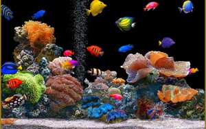  Aquarium 壁紙
