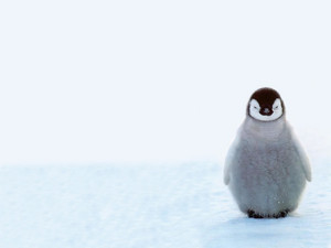  Baby chim cánh cụt