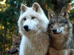  Beautiful Wolves