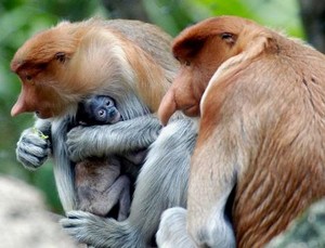  Bekantan Monkey from Borneo-Indonesian