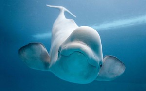  Beluga baleia