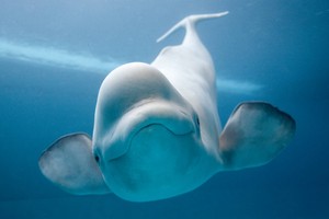  Beluga 鲸, 鲸鱼