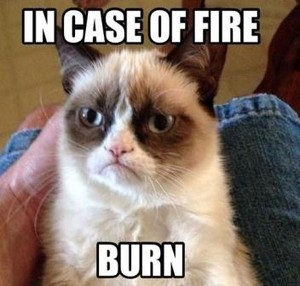  Best funny grumpy cat meme hilarious pictures have a laugh MDR laughing time 13