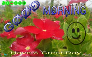  Good Morning Have a nice dia