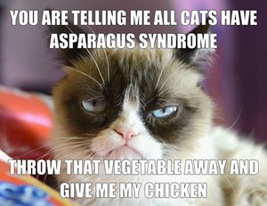  Grumpy Cat - спаржа Syndrome
