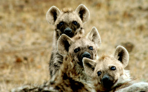  Hyenas