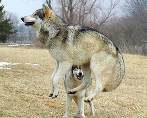  Leaping 狼, オオカミ