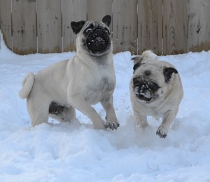  Pug Snow Plows