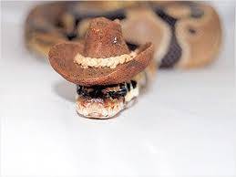 Snakes Wearing Hats