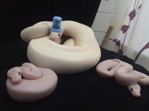  Snakes Wearing Hats