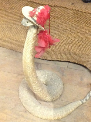  Snakes Wearing Hats