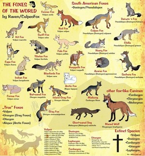  The Foxes of the World