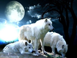  White Wolves