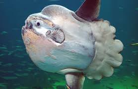  sunfish