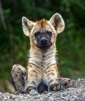  Baby Hyena