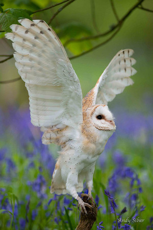  외양간, 헛간 Owl