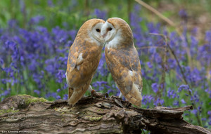  खलिहान Owls