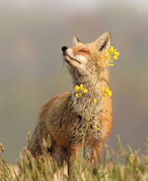  Beautiful vos, fox
