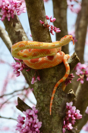  Beautiful Snake