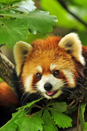  Cute Red Panda