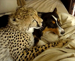  Dog and Cheetah