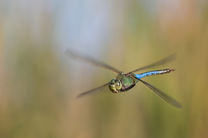  Dragonfly Hovering