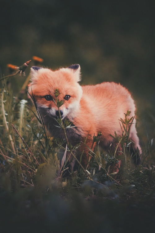 Fluffy Red Fox