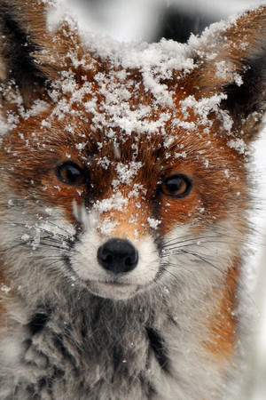  狐, フォックス in the Snow