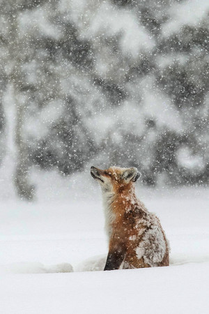  狐, フォックス in the Snow
