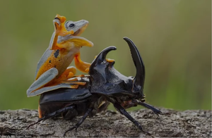  Frog on a Beetle