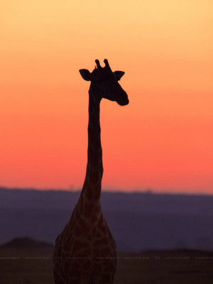  Giraffe in the Sunset
