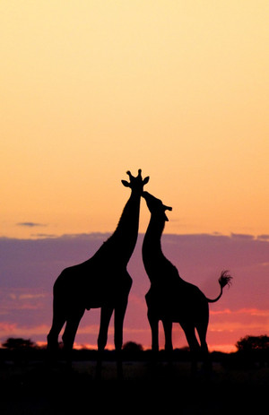  Giraffes in the Sunset