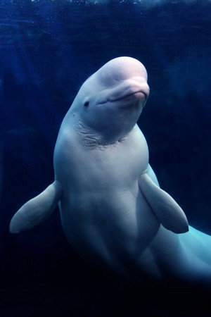  Happy Beluga 고래