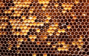 rayon de miel, nid d’abeille