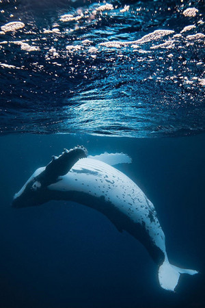  Humpback 鲸, 鲸鱼