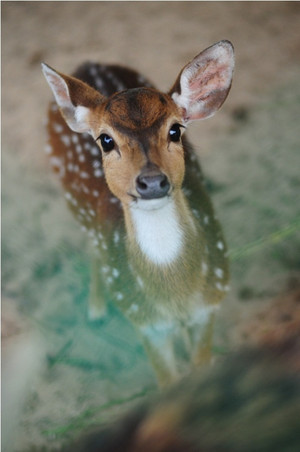  Innocent Deer
