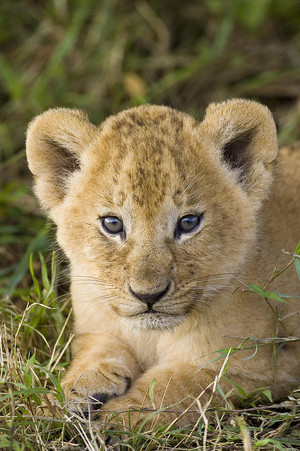 sư tử cub, lion cub
