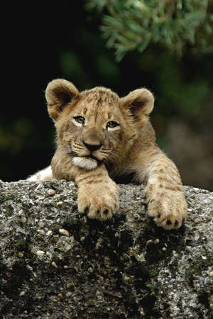 sư tử cub, lion cub