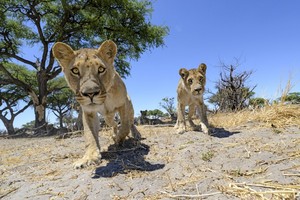  Lions Checking Out a Camera