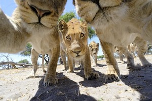  Lions Checking Out a Camera