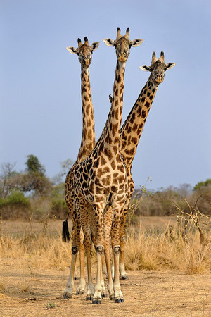  Look behind you, a three-headed giraffe!