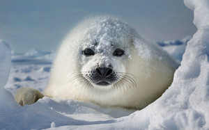 Lovely zeehond, seal