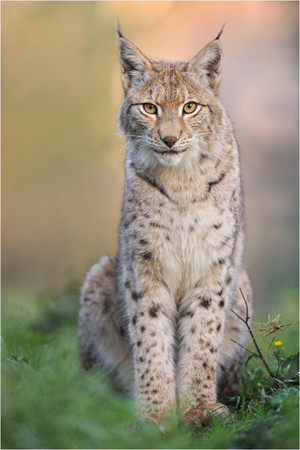  Lynx