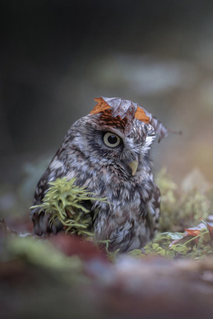  Owl Baby