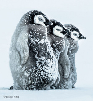  penguin, auk Chicks